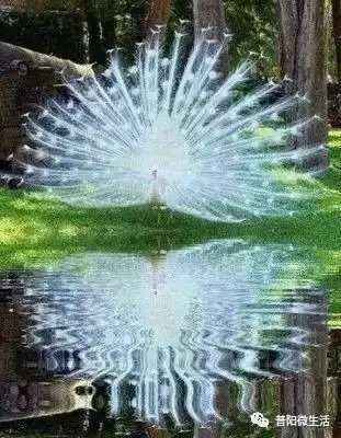  中国仅存的一只白孔雀开屏全过程,美爆了