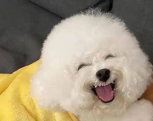  比熊犬风评下降,养过的人表示不喜欢它这些缺点