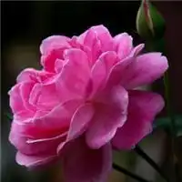  微信头像小花小草微信头像图片大全