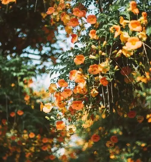 老君山红帽女情侣头像活