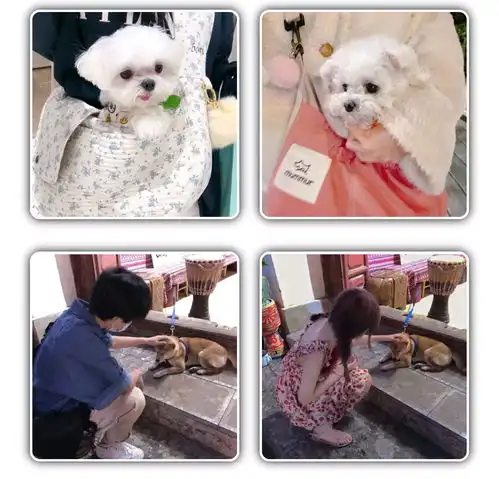  猫咪情侣头像可爱,动物情侣头像,狗狗情侣头像搞怪,狗狗情头,柴犬情头,柴犬可爱头像情侣,猫咪情侣头像可爱,猫猫的情侣头像,猫猫情侣头像无水印,猫咪情侣头像无水印