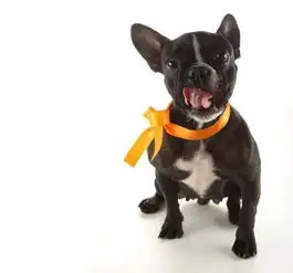 斗牛犬情侣头像杨戬