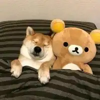  柴犬荡秋千情侣头像一左一右