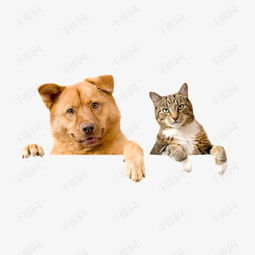  狗和猫素材图片免费下载高清效果元素psd千库网图片编号2882451