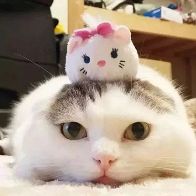 萌宠情侣头像一左一右一对两张情侣头像猫狗可爱卖萌