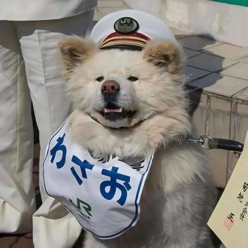  单身头像这么好看,还谈什么恋爱啊