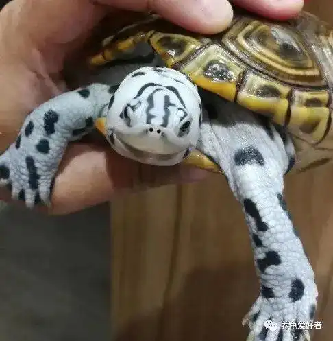  水龟中的颜值担当,帅龟排行版支持率又有变化