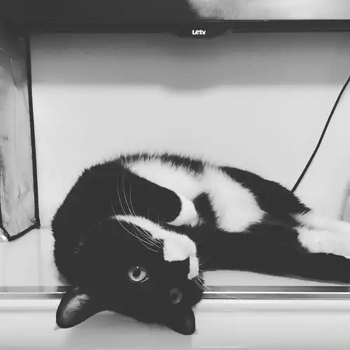 一起来撸猫吸猫晒猫啊群里有黑猫警长和黑猫露娜哦 一起来撸猫吸猫晒猫啊群里有黑猫警长和黑猫露娜哦