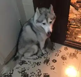  说出来你可能不信这只柴犬竟然会品酒