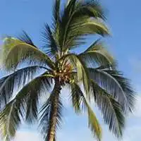 微信椰子树头像高清椰子树微信头像  微信椰子树头像高清椰子树微信头像