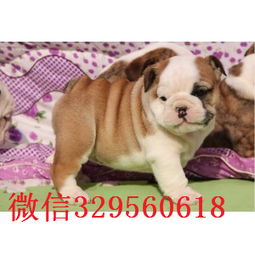  北辰大鼻筋英国斗牛犬出售纯种英国斗牛犬出售斗牛犬图片斗牛犬价格