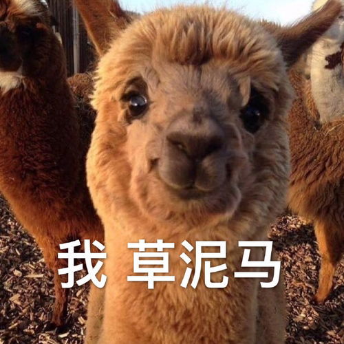  默契表情包我沦陷了,感谢老铁,当场抓获