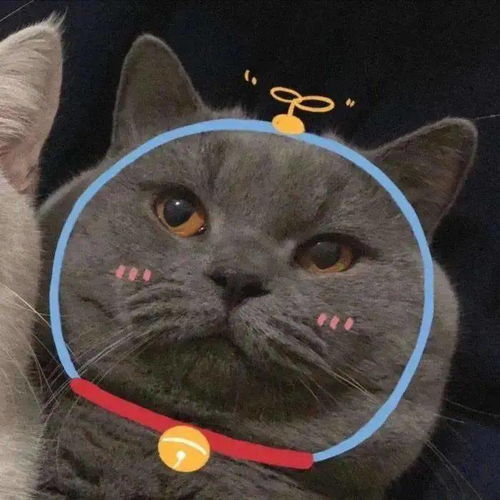  猫咪情侣头像