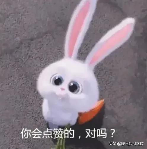  神回复众所周知羊驼是官称,它还有一个别名