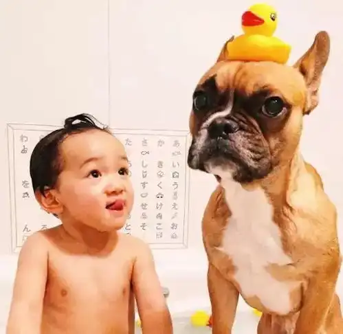  萌图日本小迷弟和脸臭法国斗牛犬的日常
