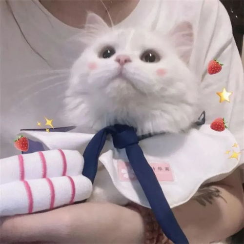 分享一组猫咪狗狗的可爱情头