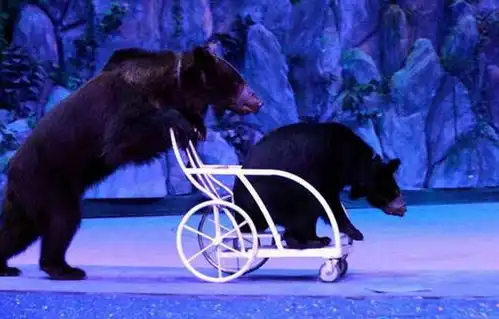 皇家大马戏登陆长江新城还能现场捞金 皇家大马戏登陆长江新城还能现场捞金