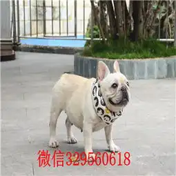  永川哪里有卖斗牛犬白色法牛双血统法斗斗牛犬图片