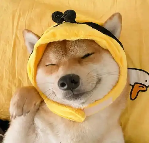  百看不厌的微信头像