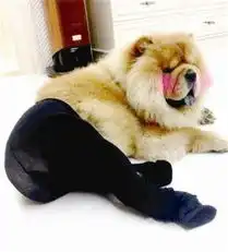  图文宠物丝袜秀爆笑来袭
