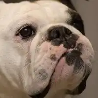  斗牛犬头像图片大全2020微信头像图片大全