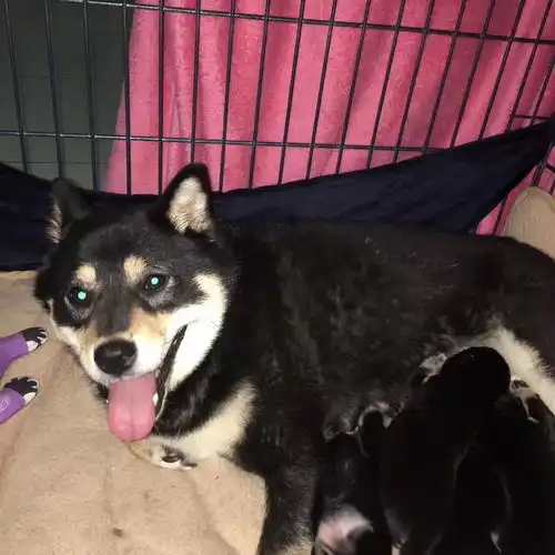  自己家黑色柴犬公母都有五母一公接受预定