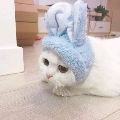  二次元和猫猫的情侣头像
