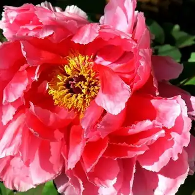  牡丹花头像微信头象,娇艳迷人的牡丹花图片