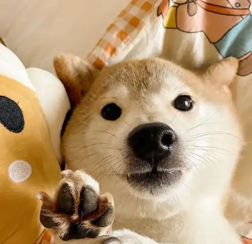  头像睡对了是爱情睡错了是合作愉快