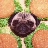  法兰西斗牛犬情侣头像微信头像图片大全
