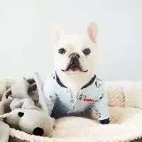 斗牛犬头像图片大全2020微信头像图片大全