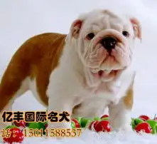  黄页88高清图片