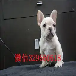  贺州哪里有卖法国斗牛犬斗牛犬出售斗牛犬图片法斗幼犬小方体