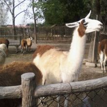  羊驼价格羊驼公司图片视频