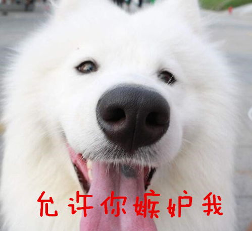  萨摩狗狗跟女主人,坐碰碰车逛公园,网友狗生赢家,羡慕嫉妒恨