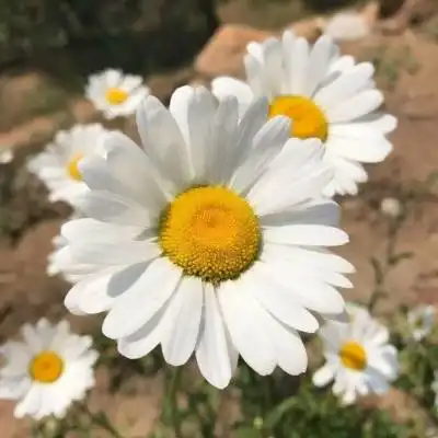 菊花微信头像图片大全女生版唯美菊花头像高清图片 菊花微信头像图片大全女生版唯美菊花头像高清图片