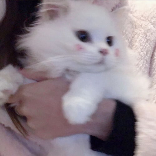  猫咪头像