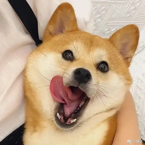 热门热门微博微博萌宠 热门热门微博微博萌宠