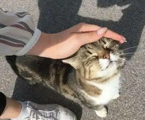 猫享受被你摸头就是喜欢你真的吗 猫享受被你摸头就是喜欢你真的吗