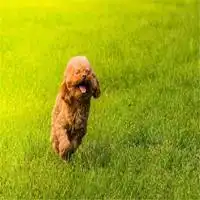  泰迪熊骑狗头像微信头像图片大全