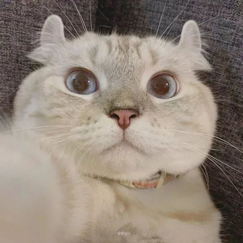  可爱猫咪头像