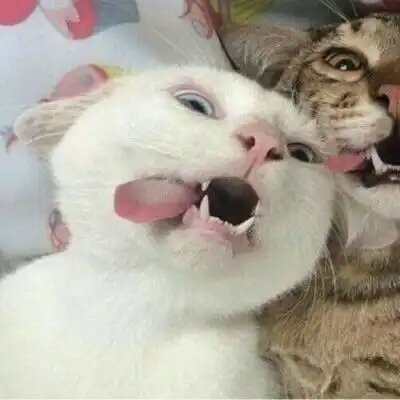 萌宠情侣头像一左一右一对两张情侣头像猫狗可爱卖萌 萌宠情侣头像一左一右一对两张情侣头像猫狗可爱卖萌