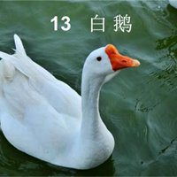  大白鹅表情包可爱微信头像图片大全