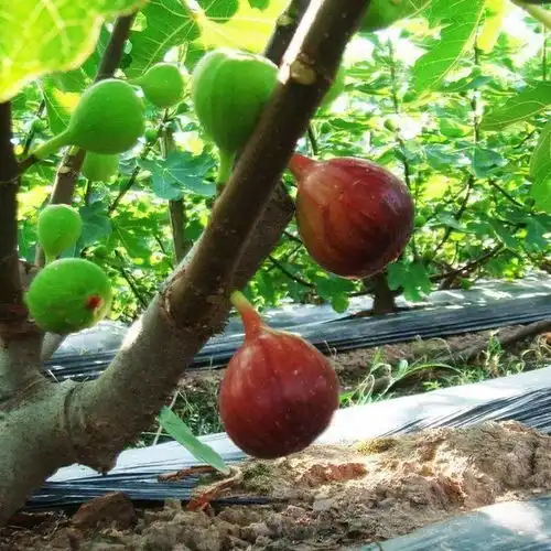 这果子种在阳台做盆栽,当年种当年吃,果实累累压断枝,再也不用买来吃 这果子种在阳台做盆栽,当年种当年吃,果实累累压断枝,再也不用买来吃