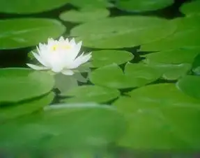  大愿法师孝顺心,是学佛的第一步