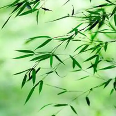  千锦娱乐首页