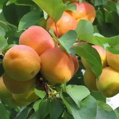 此果树立秋不种太吃亏了摘了果子就砍掉了,来年还是果实累累 此果树立秋不种太吃亏了摘了果子就砍掉了,来年还是果实累累