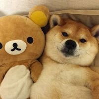  柴犬逗比情侣头像一对微信头像图片大全