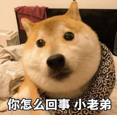  为什么猫狗这么掉毛却不会秃