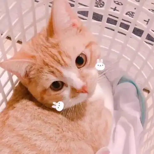 男孩和猫情侣头像导演